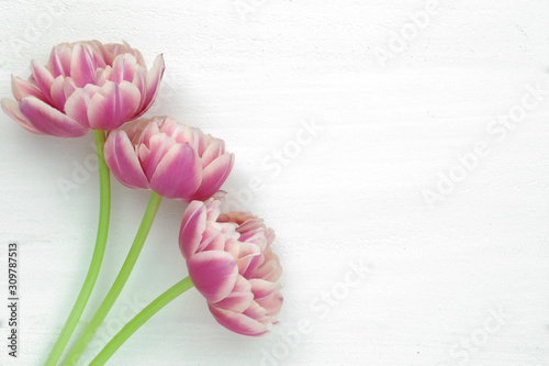 Fototapeta Naklejka Na Ścianę i Meble -  flat lay of pink tulips isolated on a white textured background with copy space