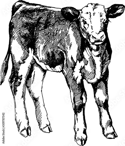 vector graphics illustration farm animals cow Hereford calf