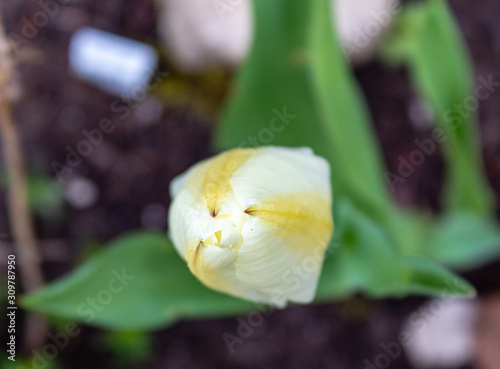 Tulpe Purissima (Tulipa). Weiß und gelb. Blüte geschlossen photo