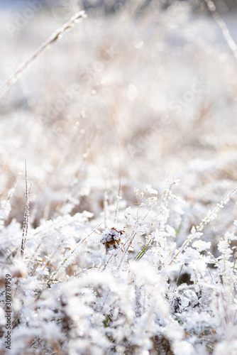 Frost on the grass in the morning © dmitriydanilov62