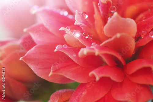 Pink macro flower