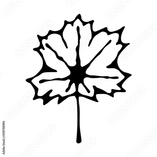 vector hand drawn maple leaf