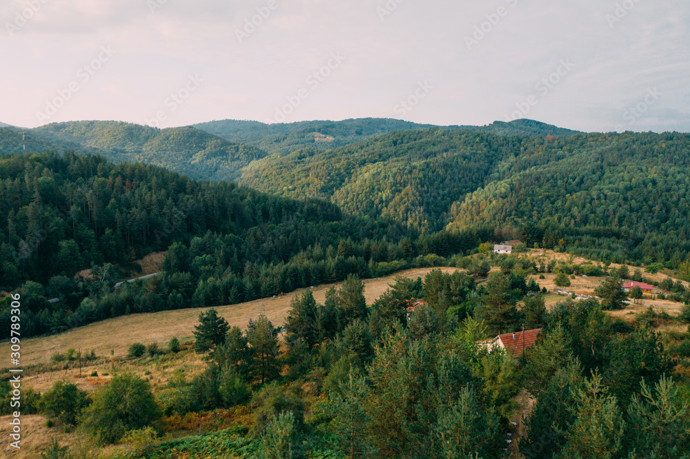 Aerial top view over a pine tree forest close to a small village. Forest landscape in late summer at sunset.