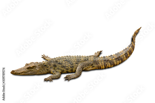 Freshwater crocodile Thai Species or Siamese crocodile isolated on white background with clipping path.
