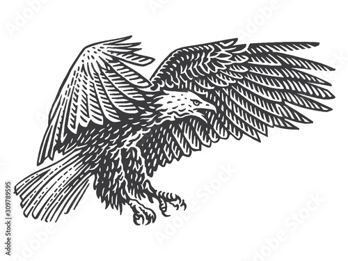 Bald eagle soaring in air  monochrome illustration. Isolated, vector. 