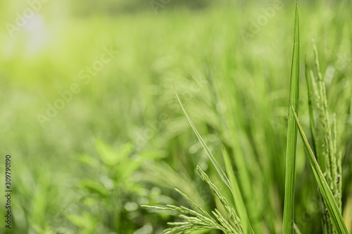 Closeup beautiful view of nature green leaves on blurred greenery tree background with sunlight in public garden park. It is landscape ecology and copy space for wallpaper and backdrop.