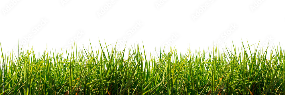 Fototapeta Fresh spring green grass panorama isolated on white background.