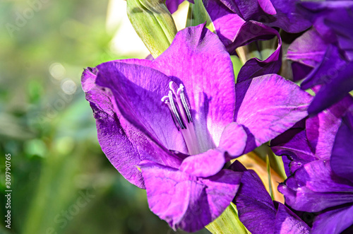 Blue violet Gladiolus imbricatus flowers  near window  close up