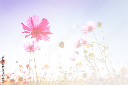cosmos flowers in the pastel color for background