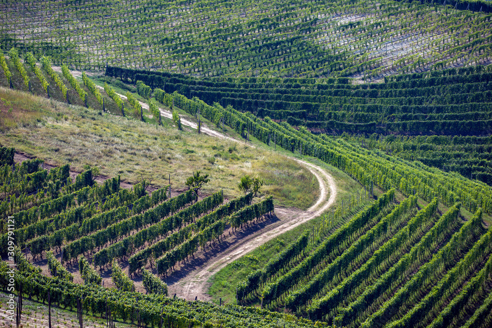 aerial view vineyard in italy,italien,piemonte,north,fields,summer