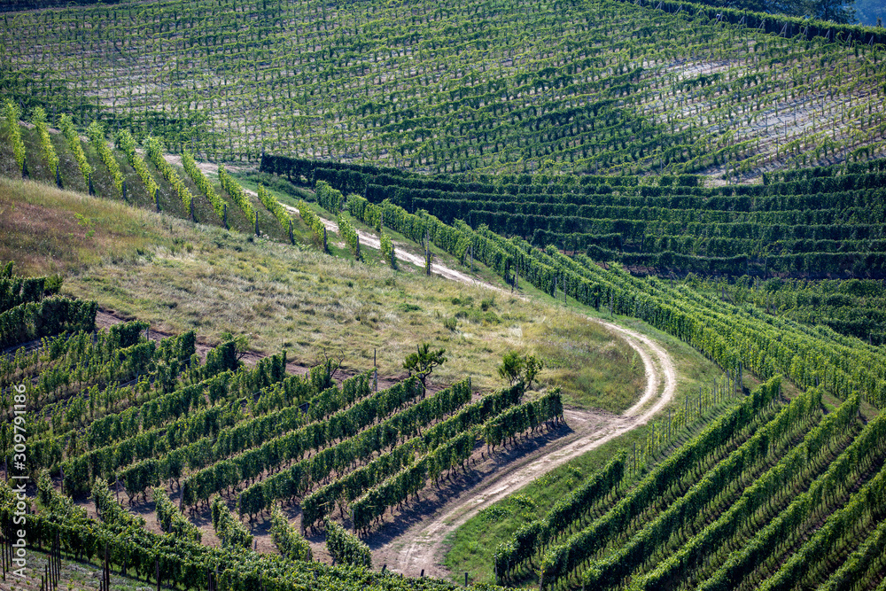 vineyard in italy,italien,piemonte,north,fields,summer