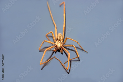 spider on blue background, stockholm, sweden, sverige