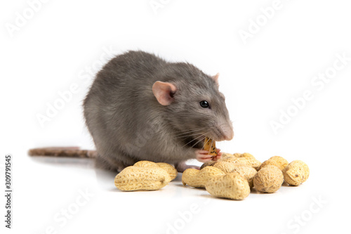 A charming dumbo rat on a white isolated background eats peanut. The symbol of 2020. Chinese New Year.