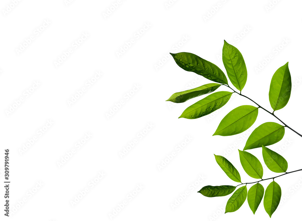 Green leaves isolated on a white background . Green leaves isolated on a white background .