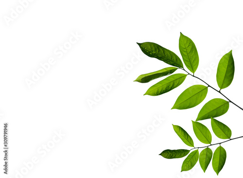 Green leaves isolated on a white background . © Suwan
