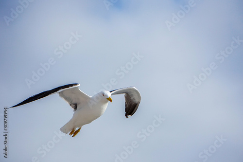 a seagull flies in nice weather