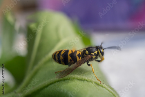 Macro of a wasp bee on a green leaf. © zeynurbabayev