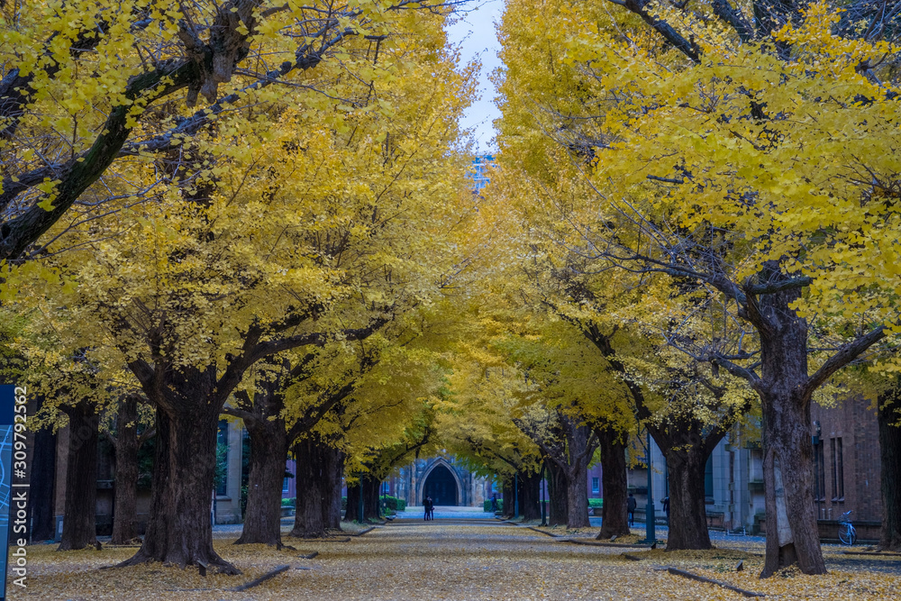 Naklejka premium Autumn Gingko in The University of Tokyo