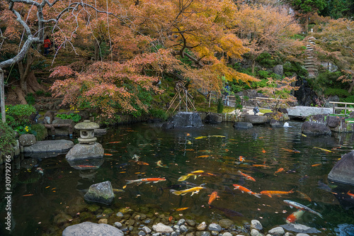 Japanese-style garden with a pond. There are fish in the park.