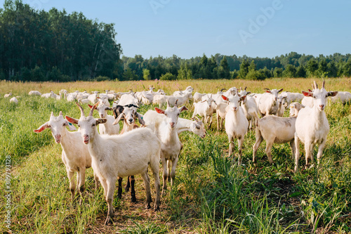 Herd of white goats in a Sunny summer field.