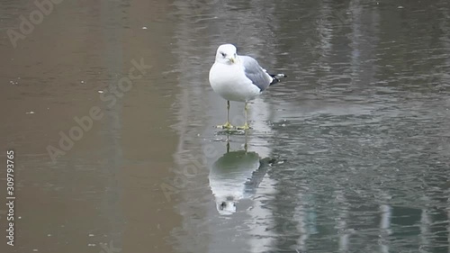 Seagulls preen on the ice