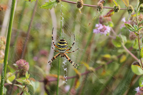 Araignée, Argiope