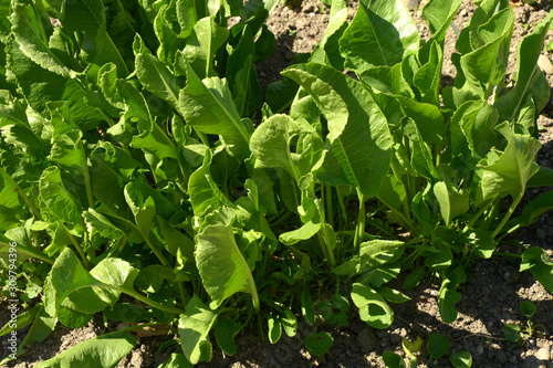 Valokuva armoracia rusticana leaves in brown soil, green and fresh foliage of the horsera