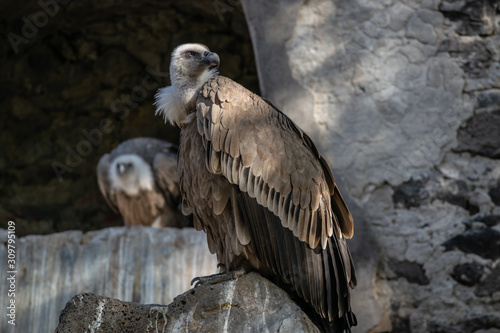 Griffon vulture  Gyps fulvus  sitting on stone  portrait of a bird at Yerevan zoo  Armenia