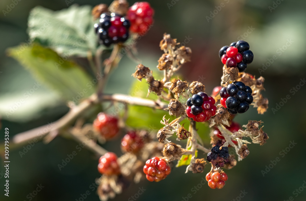 Unripe wild BlackBerry Berries on a Bush.close up. Unripe wild BlackBerry Berries on a Bush.close up.