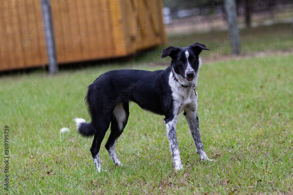 Border Collie at the Ready