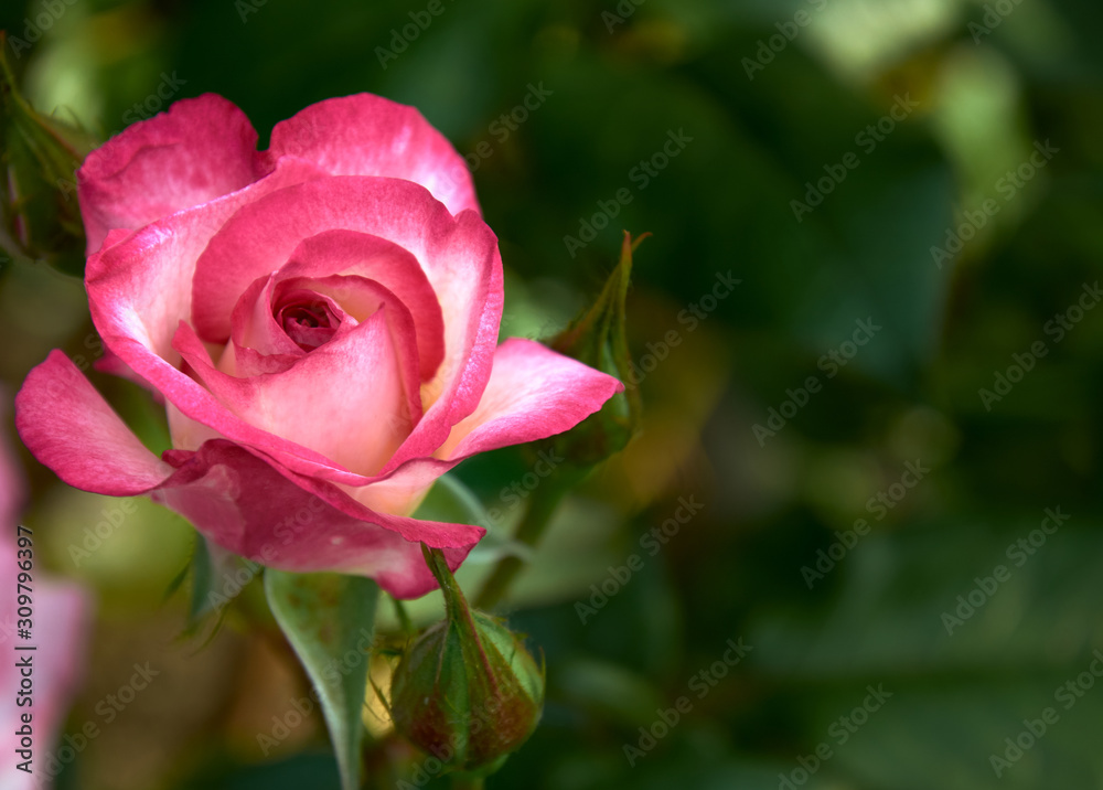 Beautiful tender single rose on a dark green blurry background. Greeting card for Valentine's Day. Switzerland, Estavayer-Le-Lac. Roseraie Thérèse Meyer.