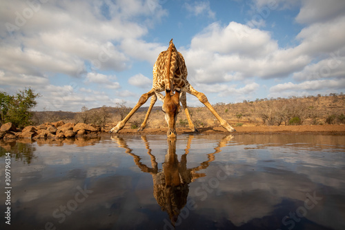 Giraffe beding over to drink from a pool