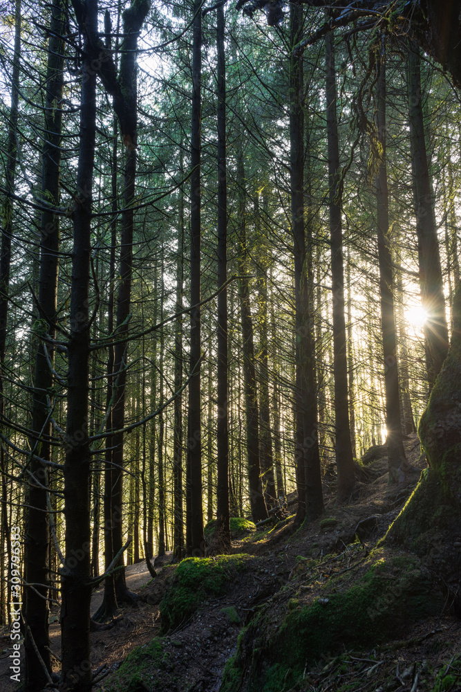 Fototapeta premium morning in the forest