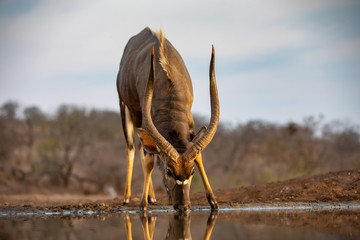 Wandcirkels Antilope Mannelijke nyala drinkt bij zonsondergang  © Peter van Dam