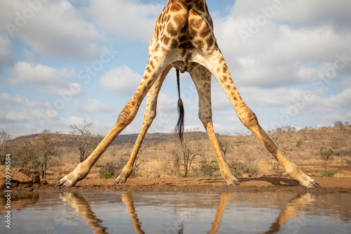 View of the bottom part of a giraffe