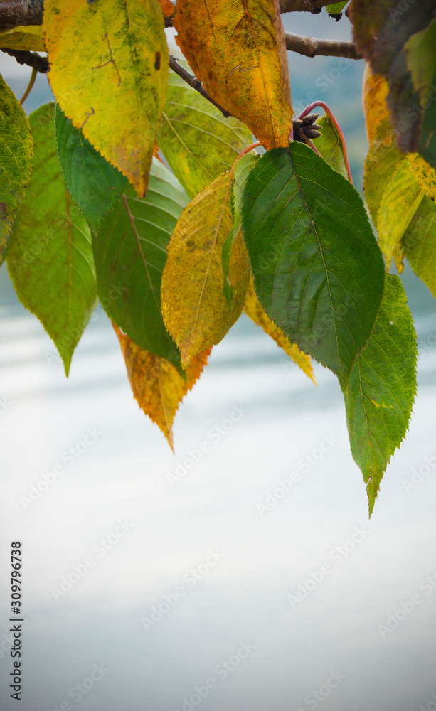 Obraz premium Tree branch with dry autumn leaves.