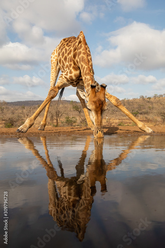 Giraffe beding over to drink from a pool