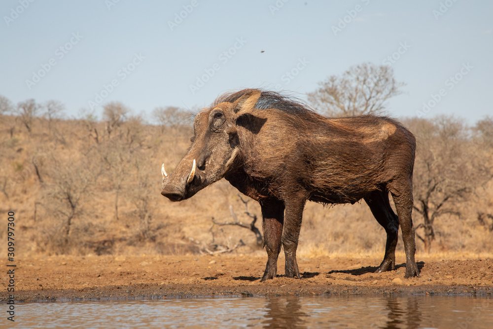 Fototapeta premium Warthog standing by the side of a pool