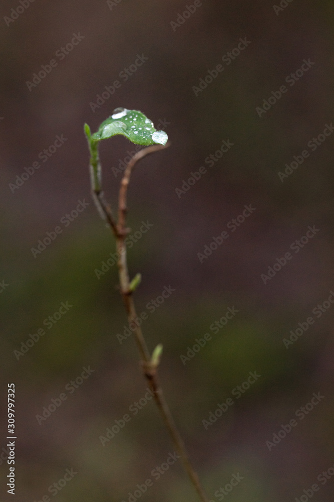 The morning light highlighting the dew drops on a small leaf The morning light highlighting the dew drops on a small leaf