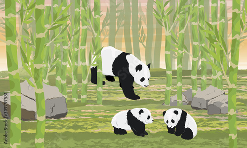 A panda mom and her two cub in a bamboo forest. Asian animals. China Realistic vector landscape