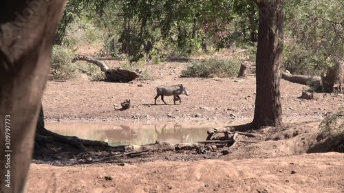 Common warthog arriving at hot African waterhole, medium, static shot photo