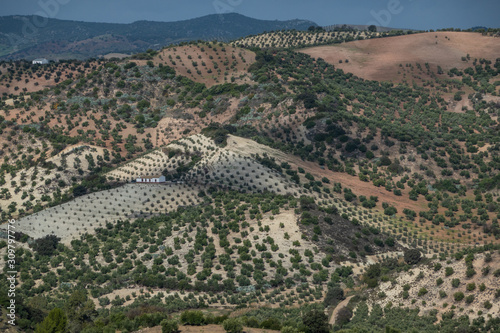 Spain, Andalusia, vast areas around Olvera are covered with olive plantations