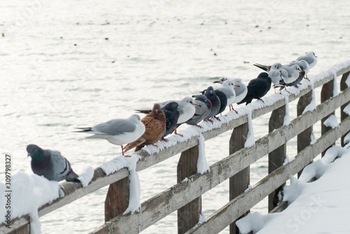 Tauben und Möven auf schneebedecktem Zaum am See photo