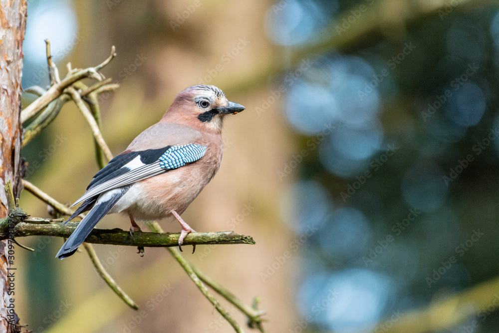 Obraz premium Jay on branch