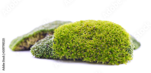 Green beautiful moss.