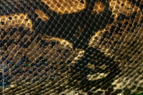 tiger Python skin. close up