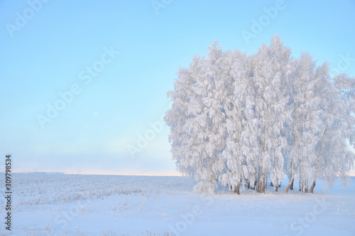 Frosty trees in the winter. Winter nature landscape © Eduard Vladimirovich