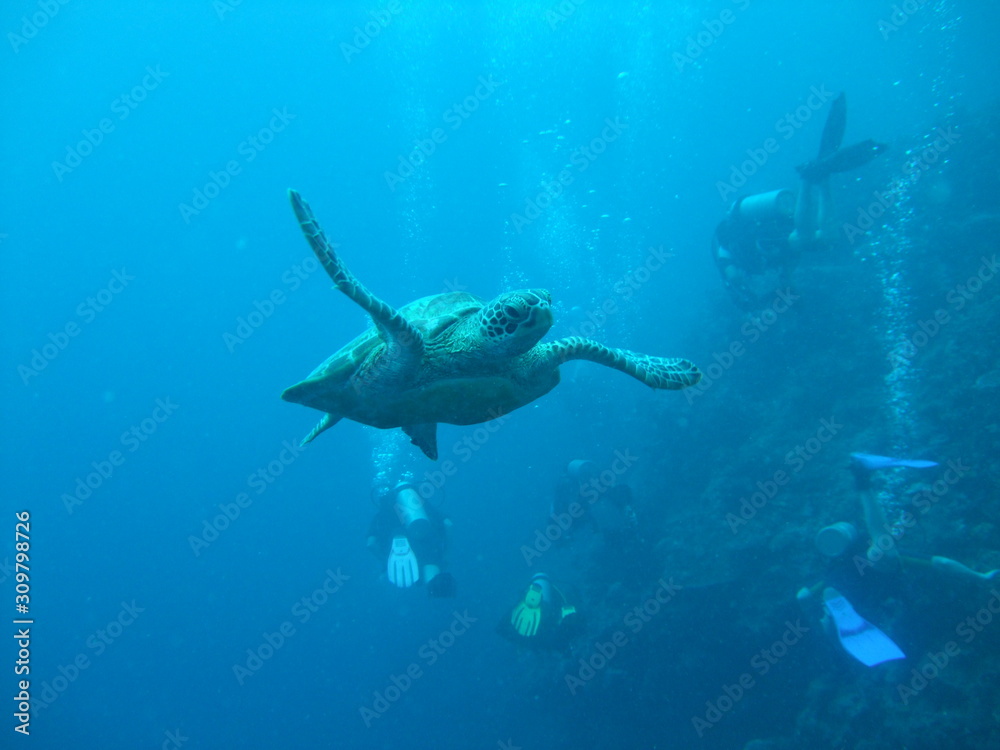 Fototapeta premium Green turtle (Chelonia mydas) swims past divers, Borneo