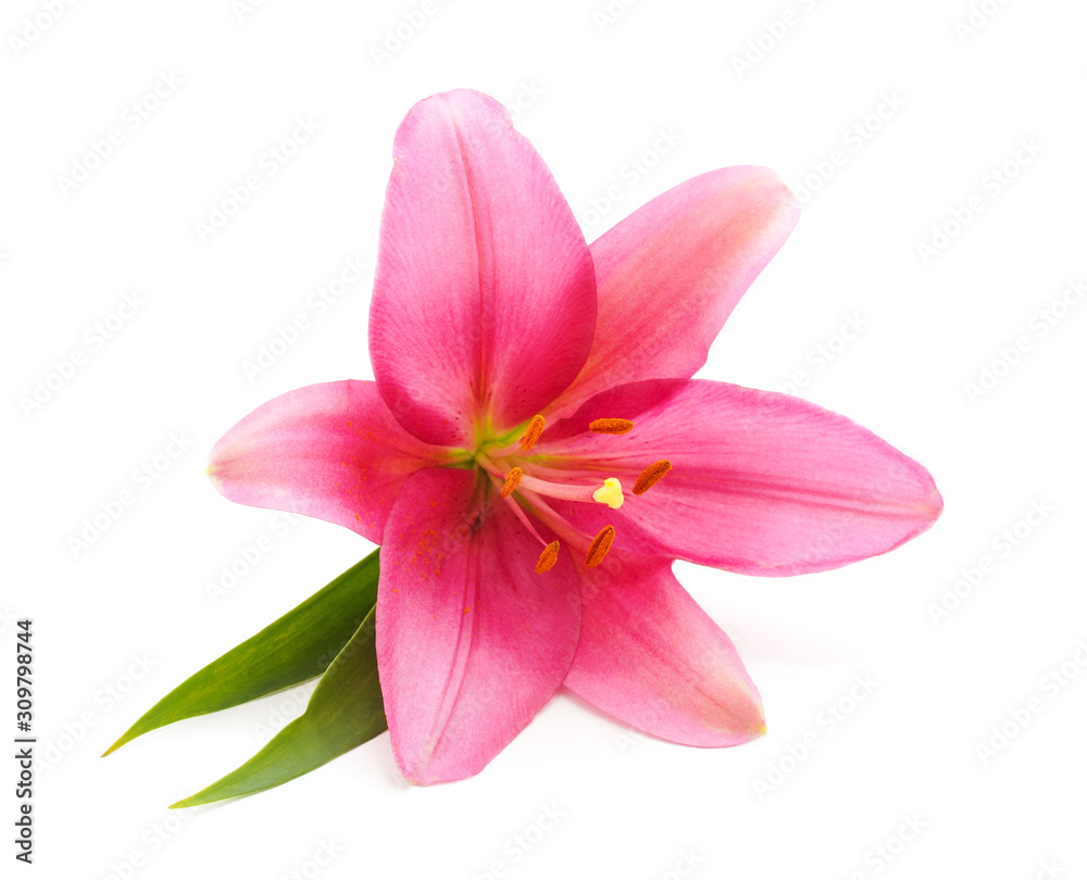 Fototapeta premium Beautiful pink lily.