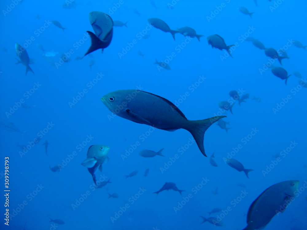 Unidentified fish, Cocos Island, Costa Rica